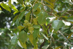 Diospyros oocarpa